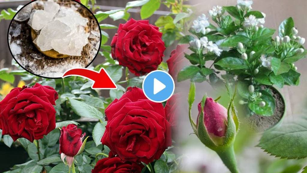 Roses Jaswandi Mogra Plants Will Grow Flowers In 10 Days Using This Jugaad Fitkari Turti Water Once A Month Check Video Gardening