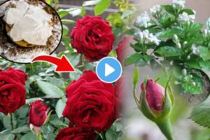 Roses Jaswandi Mogra Plants Will Grow Flowers In 10 Days Using This Jugaad Fitkari Turti Water Once A Month Check Video Gardening