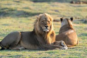 How names of two lions Sita and Akbar