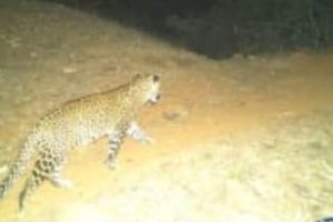 Leopard stay at Sherpar village in Deori taluka forest department warned people to be alert