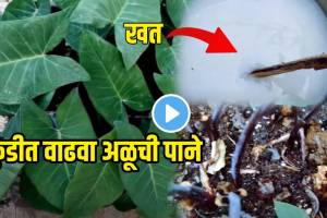 Video Jugaad Grow Aluvadi Leaves In Home Garden Kundi WIthout Spending One Rupee How To Make Fertilizer With Dal Rice Water