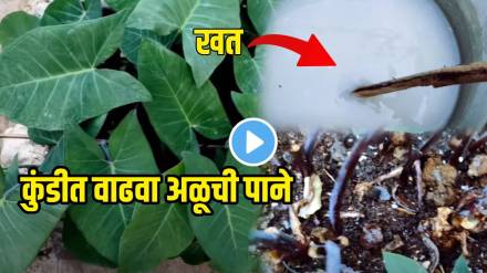 Video Jugaad Grow Aluvadi Leaves In Home Garden Kundi WIthout Spending One Rupee How To Make Fertilizer With Dal Rice Water