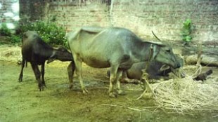 Livestock fodder shortage crisis in Akola district