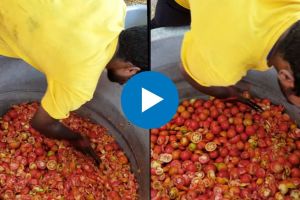 Man chopping huge amount of tomato in minuets Viral video