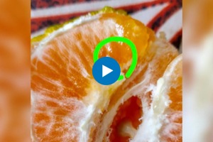 Man finds worm crawling in orange he bought from Zepto Company issues refund
