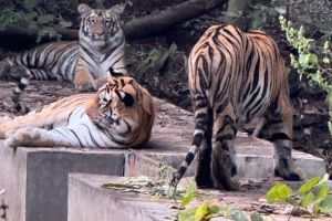 Sighting of T-1 tigress with two cubs at Navegaon Nagzira Tiger Reserve