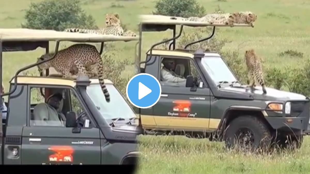 Two leopard Moves Towards Safari Vehicle Bus Tries To Attack Tourist