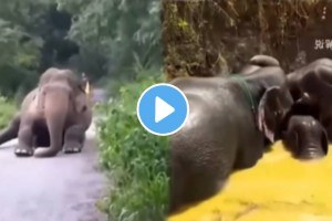 Man Saves Drowning Baby Elephant Rescue Operation Video Viral on social media