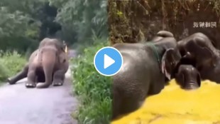 Man Saves Drowning Baby Elephant Rescue Operation Video Viral on social media