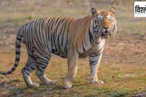 tigers Chandrapur district