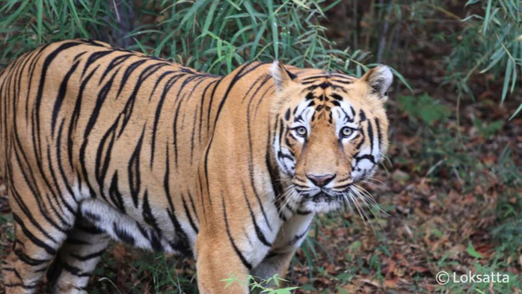 tiger from Tipeshwar sanctuary