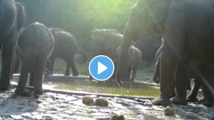 IAS Officer shared heartwarming video Of Elephant Baby Family At Tamil Nadu Forest Water Troughs