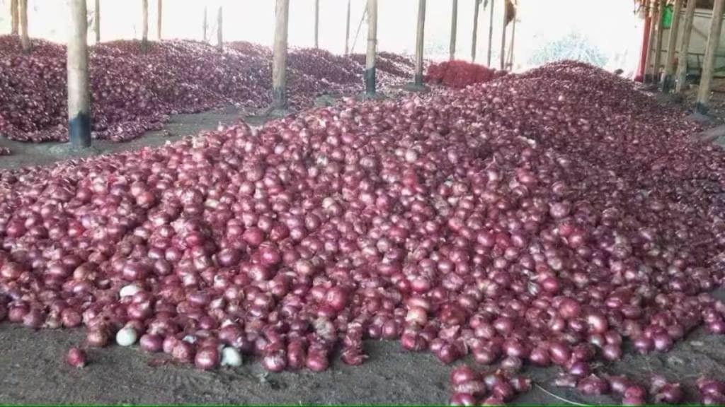 onion production in maharashtra