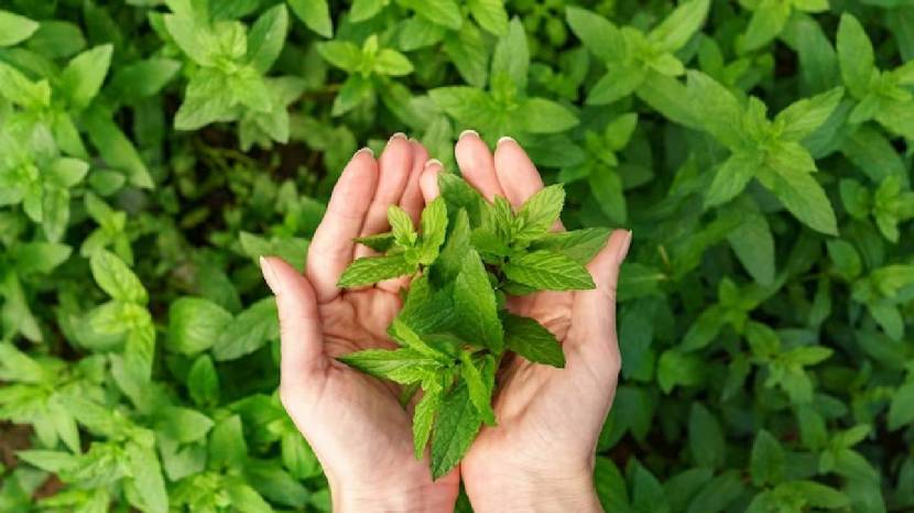 diy garden idea how to keep tulsi plant always green tulsi plant care good tips tulsi plant care tips know here