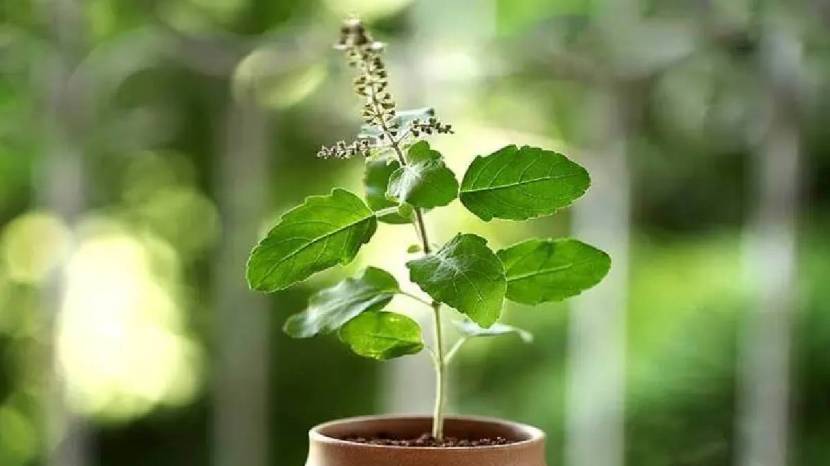 diy garden idea how to keep tulsi plant always green tulsi plant care good tips tulsi plant care tips know here