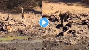 leopard killed deer within 7 second animal video viral