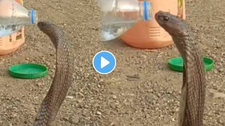 Snakes Drinking Water in betul madhya pradesh shocking video