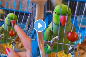 Parrot talking in marathi fight with women video viral on social media