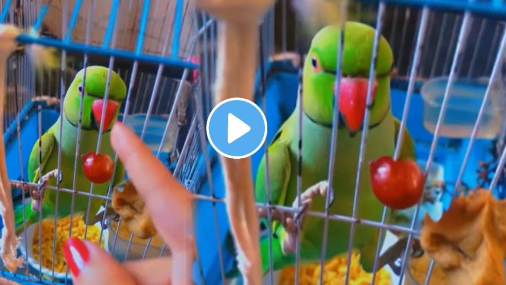 Parrot talking in marathi fight with women video viral on social media