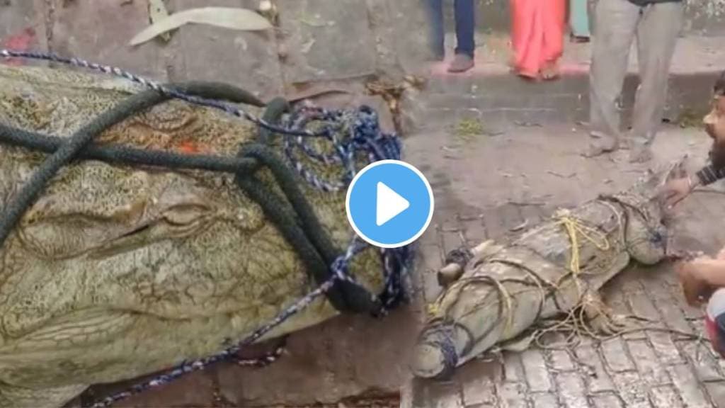 fisherman caught crocodile from river ganga locals started worship and taking selfie video viral