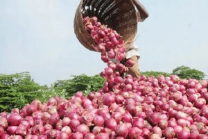 738 crore turnover from onions in four months in Solapur