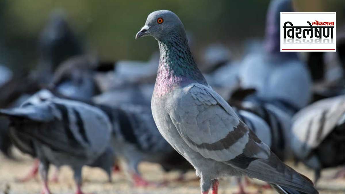 Pigeon