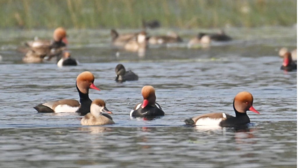 Red Crested pochard foreign birds mahurkuda lake gondia arrived first time