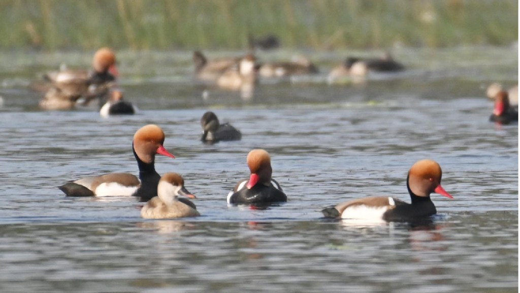 Red Crested pochard foreign birds mahurkuda lake gondia arrived first time