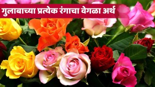 Rose Day 2024 Different Types of Roses and Meaning in Marathi
