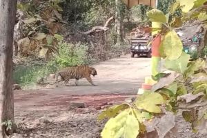 tourist vehicles blocked the path of the tiger in the Tadoba-Andhari tiger project buffer zone