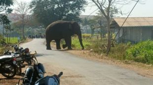 Tusker elephant nuisance increased in Chandgarh taluka