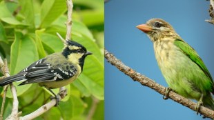 Two new birds recorded in Sanjay Gandhi National Park mumbai
