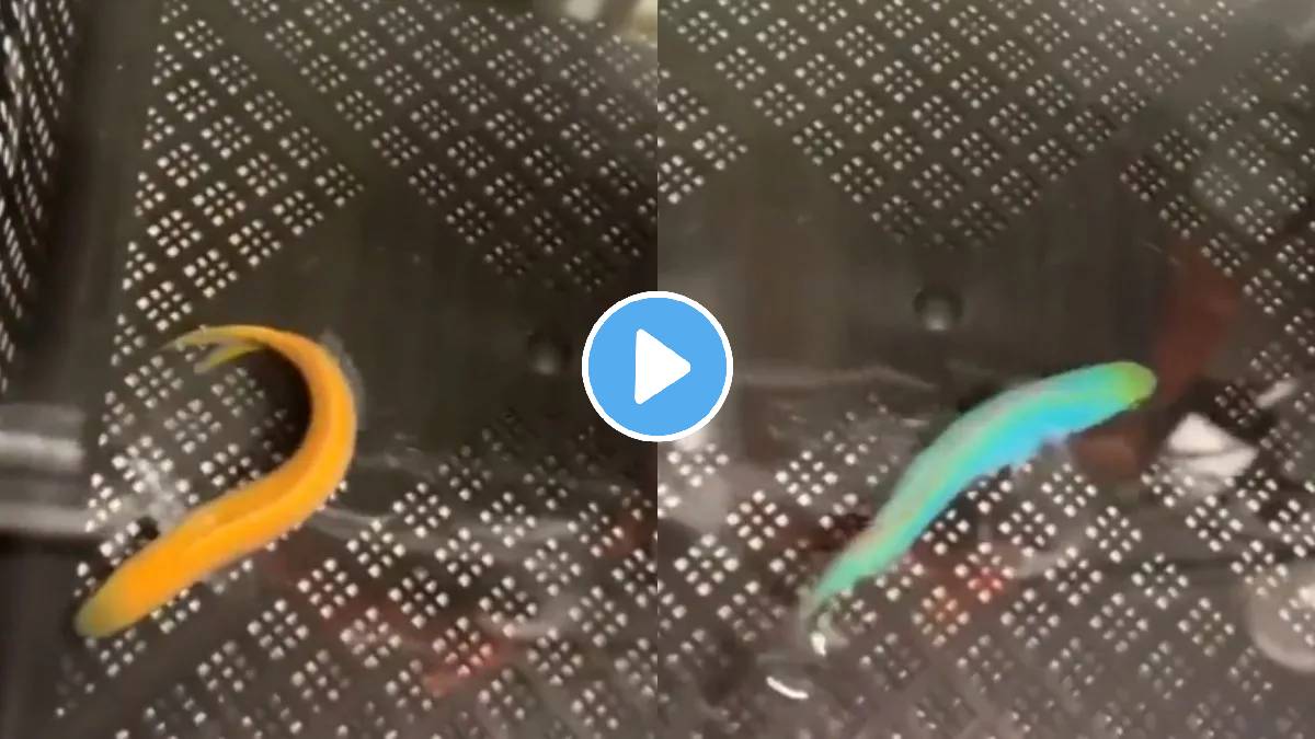 Flashing Tilefish Change Color at Kelly Harris blog