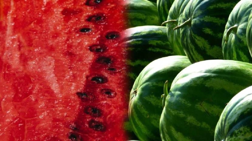 Spot These Signs On Watermelon To Know If It Is Sweet Without Tasting or Cutting Find Out Sweet Water Melon Jugad To Save Money