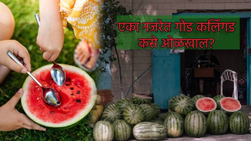 Spot These Signs On Watermelon To Know If It Is Sweet Without Tasting or Cutting Find Out Sweet Water Melon Jugad To Save Money