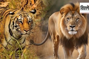 Sita & Akbar: How names of two lions became the reason for a plea in Calcutta High Court