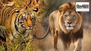 Sita & Akbar: How names of two lions became the reason for a plea in Calcutta High Court