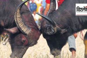 assam traditional buffalo fight