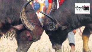 assam traditional buffalo fight