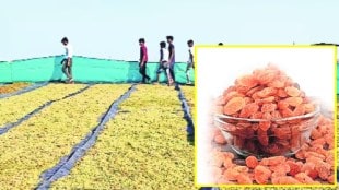 pune, raisins, earlier, maharashtra, Unseasonal rains, reduced, quality of grapes,