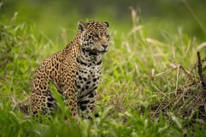 buldhana, farmer died in leopard attack, dnyanganga wildlife sanctuary