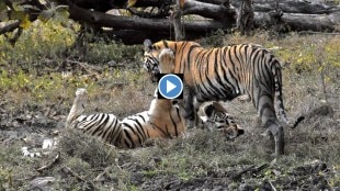 nagpur tiger video, tadoba andhari tiger reserve marathi news, cold weather marathi news, tigers playing in tadoba marathi news
