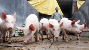 nagpur marathi news, swine flu marathi news