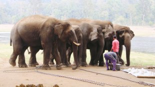 gadchiroli elephant marathi news, aheri taluka elephant marathi news, kamlapur villagers marathi news