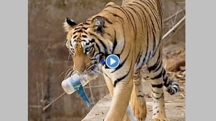 tadoba andhari tiger reserve marathi news, nayantara tigress marathi news