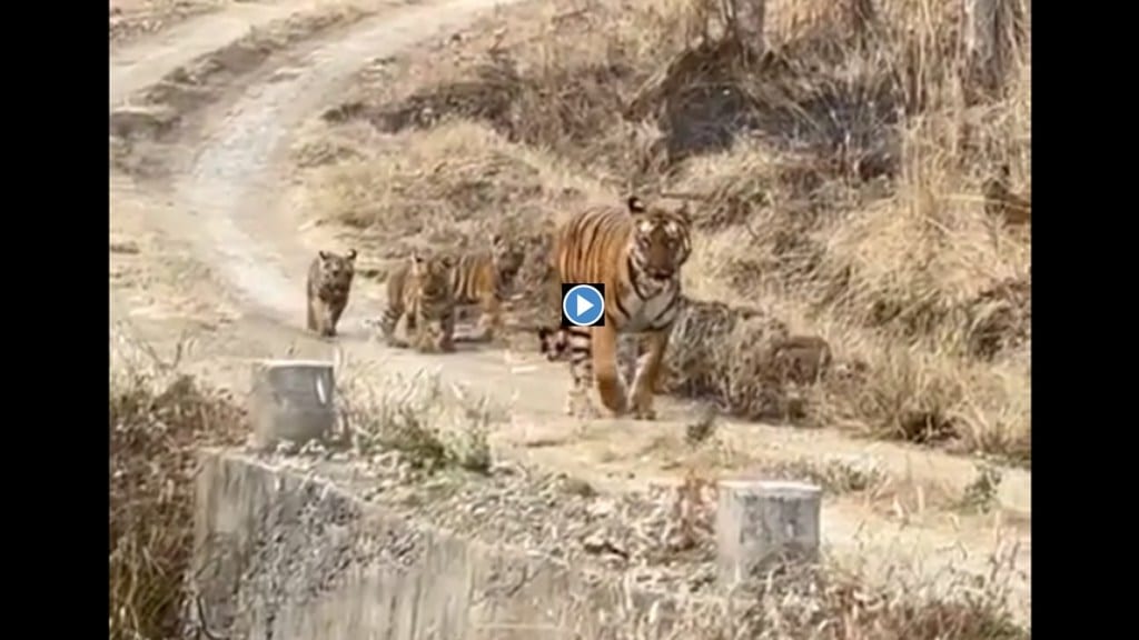 yavatmal aarchi tigress marathi news, tipeshwar wildlife sanctuary marathi news, aarchi tigress yavatmal marathi news