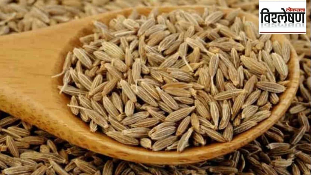 jeera price increased marathi news, jeera price marathi news, cumin price marathi news