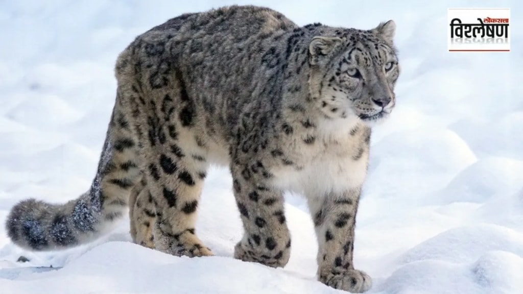 snow leopard in india marathi news, snow leopard marathi news, number of snow leopard in india marathi news