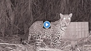 nagpur marathi news, two cubs of leopard finally found their mother marathi news, leopard cubs marathi news