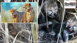 kuno three cheetah cubs marathi news, kuno cheetah project marathi news, cheetah marathi news